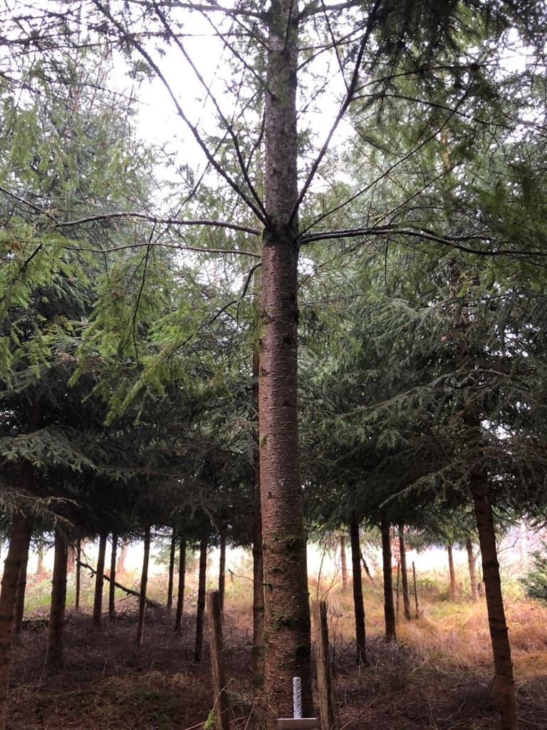 Brennholz aus eigenem Wald bei Brennholz Lüthi