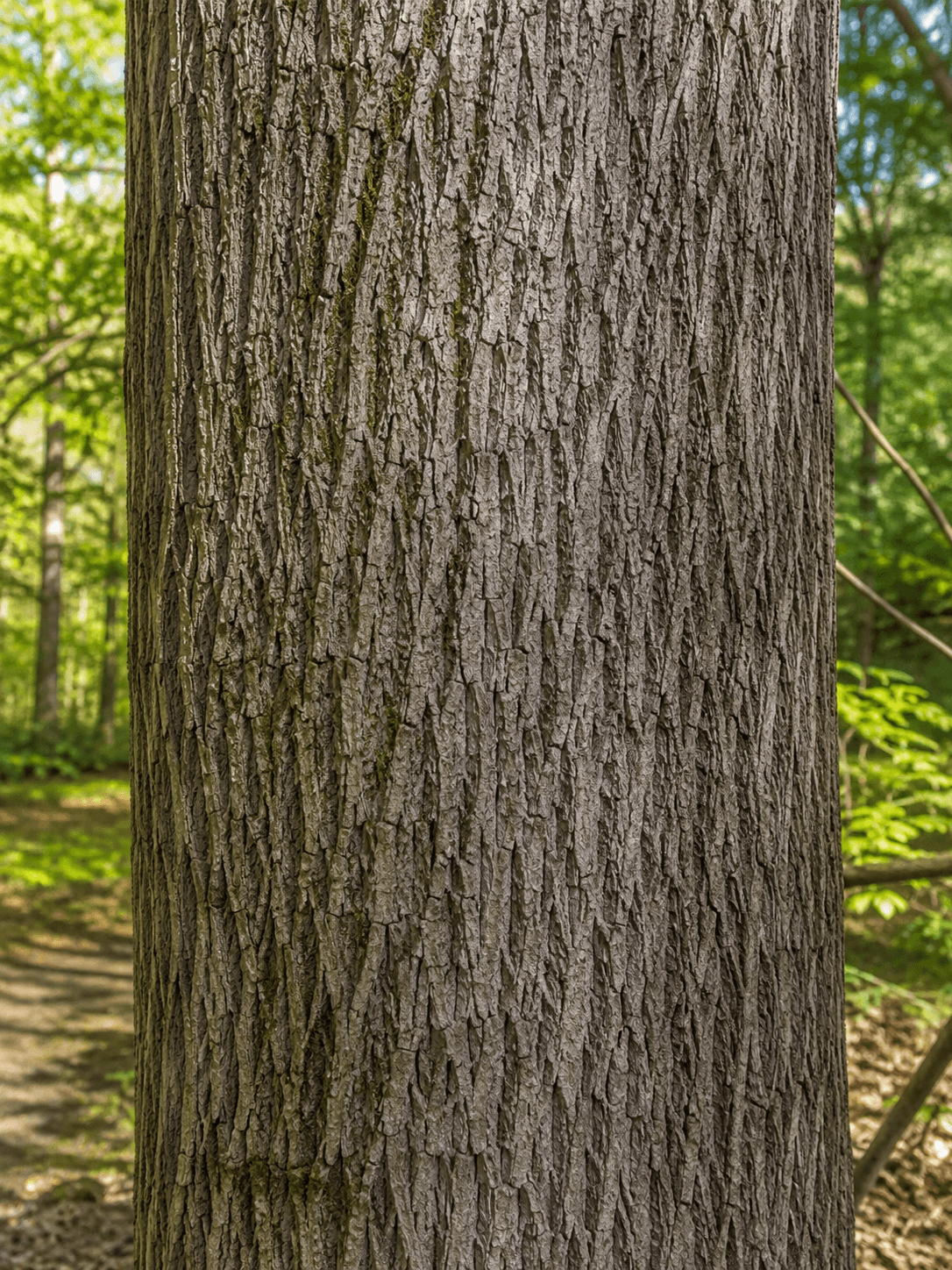 Esche Brennholz