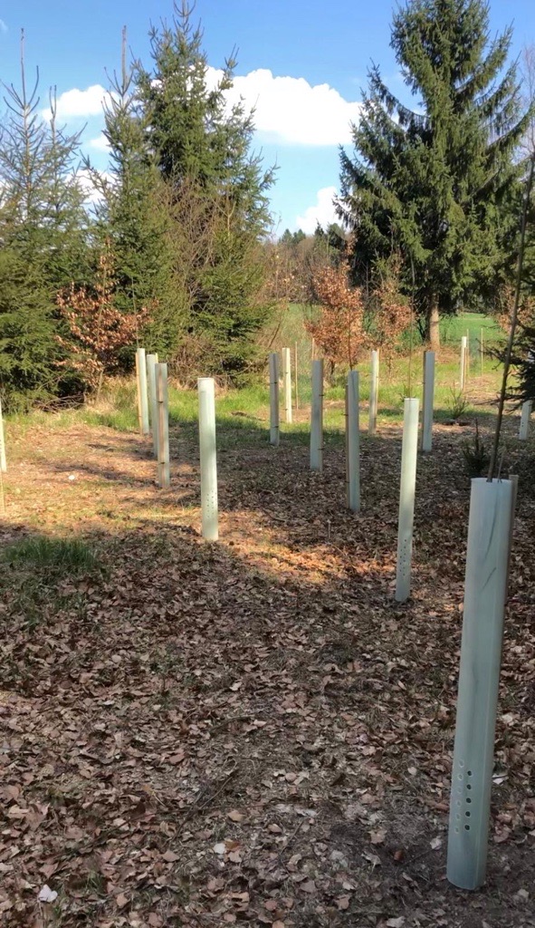 Einblick in den Wald von Brennholz Lüthi