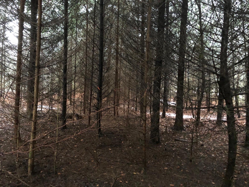 Wald und Natur bei Brennholz Lüthi