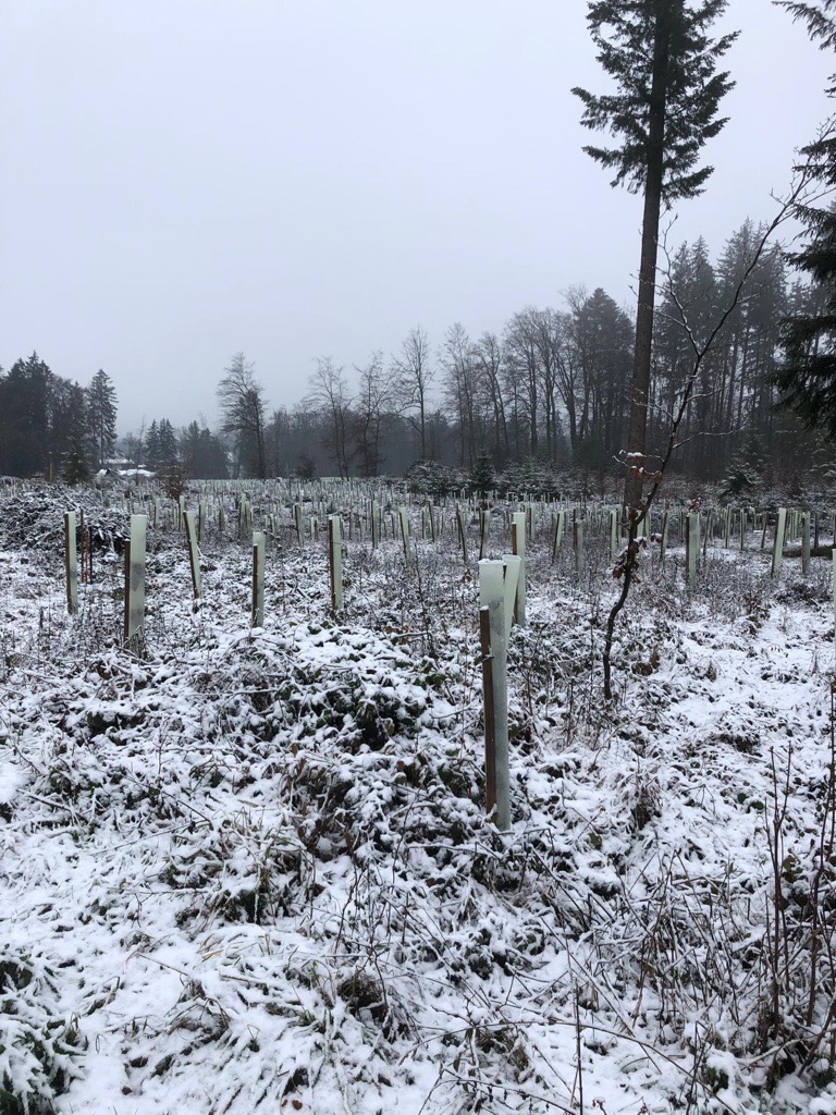 Waldprojekt und junge Bäume bei Brennholz Lüthi